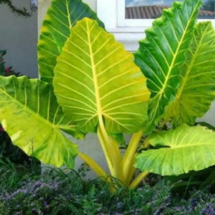 tanaman hias talas sente langka