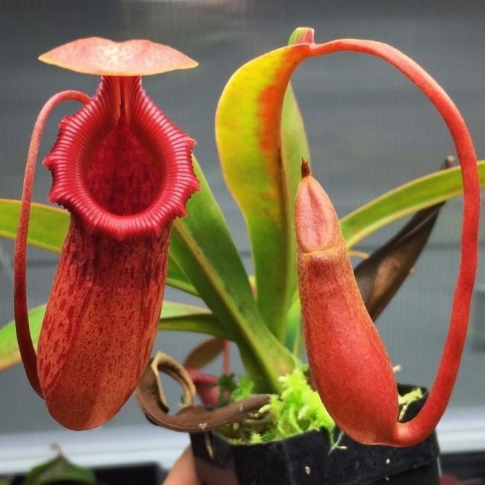 Kantong Semar - Nepenthes Tanaman Karnivora cod