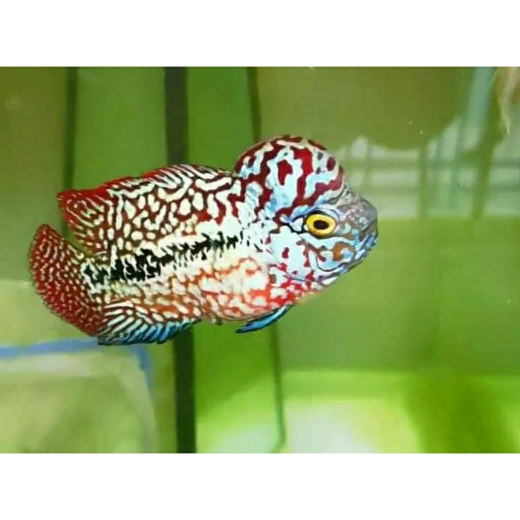 hiasan akuarium louhan kamfa f2 thailand ukuran3 - 4 cm an