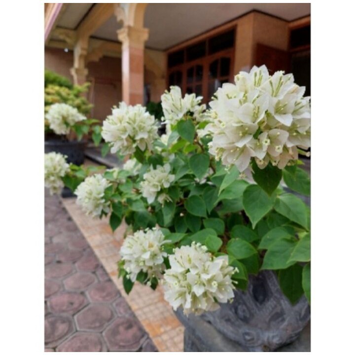 Tanaman hias bunga bougenville singapur Putih bibit ori / bogenvil sj putih  / bugenvil sj putih / s