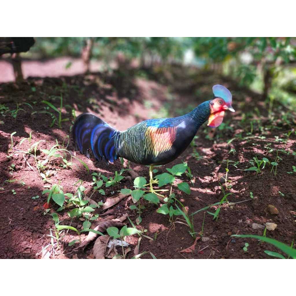 Jontrot ayam cangehgar / boneka mainan Hayam hutan cawehwer / patung ayam hutan hijau jantan betina