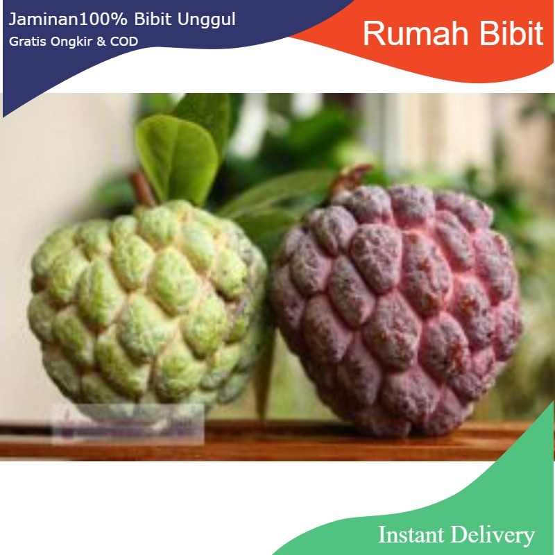 Bibit buah | SRIKAYA JUMBO
