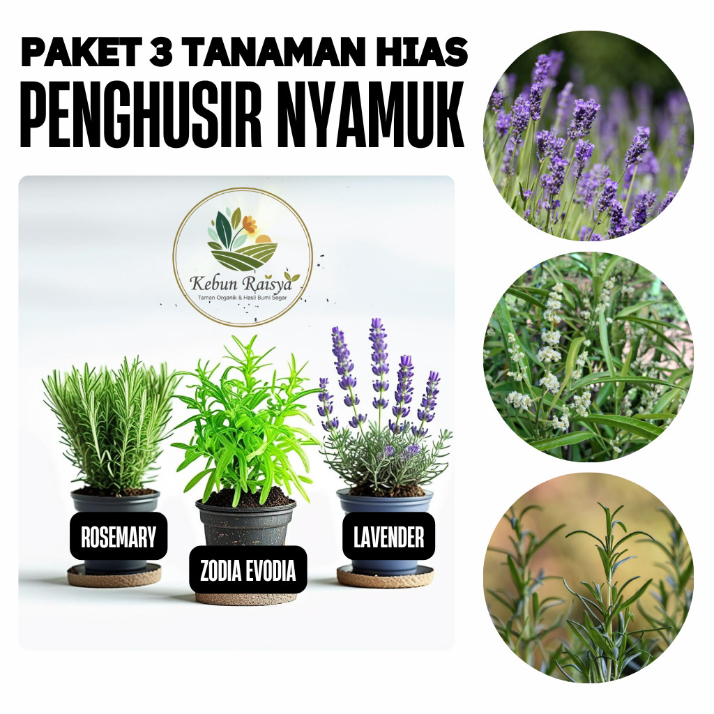 Paketan 3 Pohon Anti Serangga Nyamuk Rosemary Zodia Lavender Tanaman Hidup Sudah Wangi