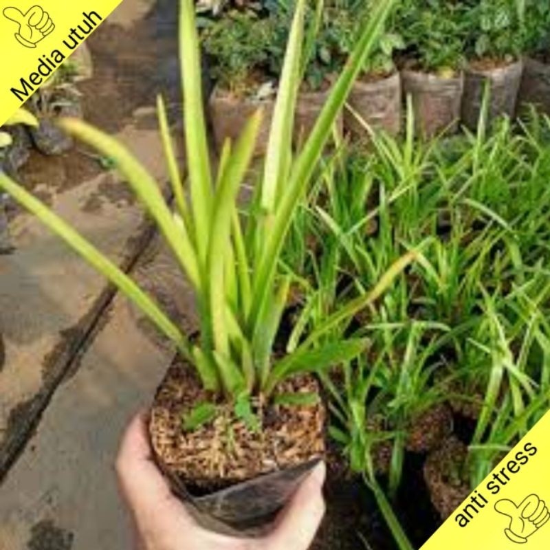 tanaman bibit bunga sedap malam hidup siap berbunga jabodetabek jawa barat