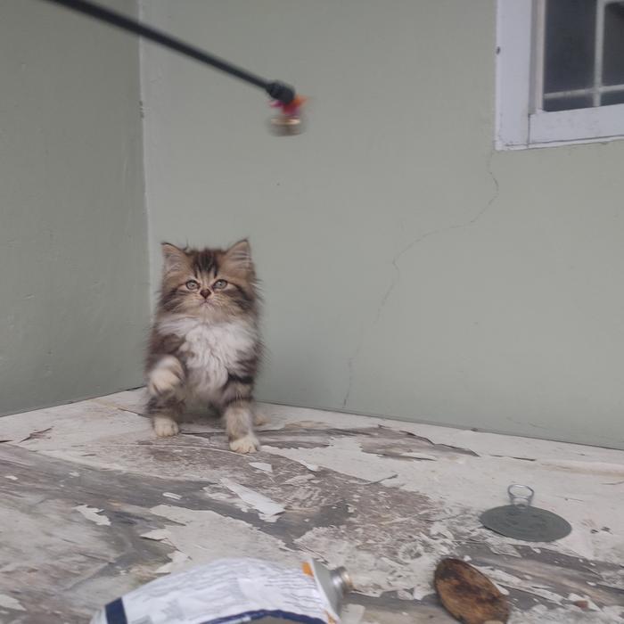 kucing kitten persia 3 ekor, flatnose, himalaya, calico - flatnose