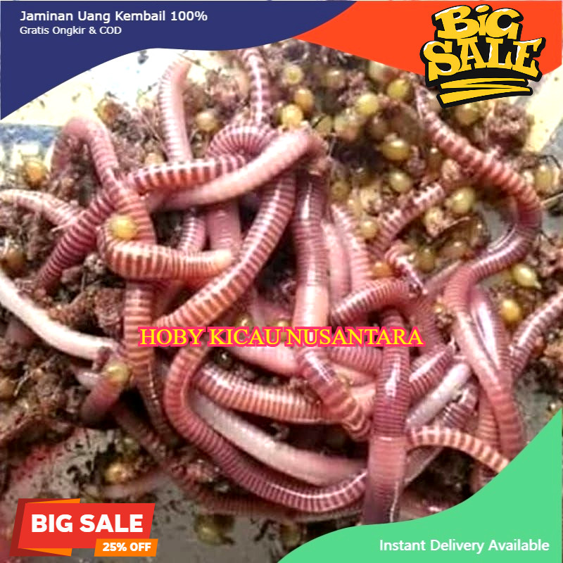 CACING TANAH MERAH ANC LUMBRICUS HIDUP khusus grab
