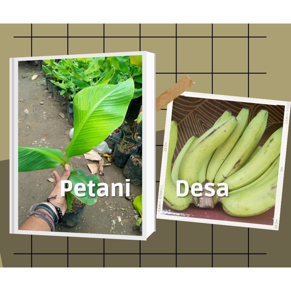 Bibit Pisang Ambon Ijo