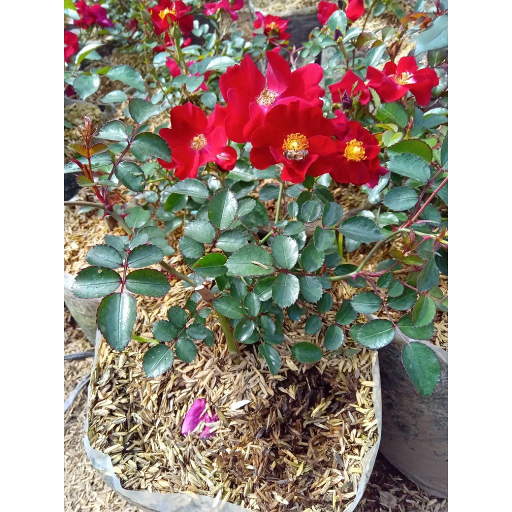 Tanaman hias mawar rambat tanaman hidup