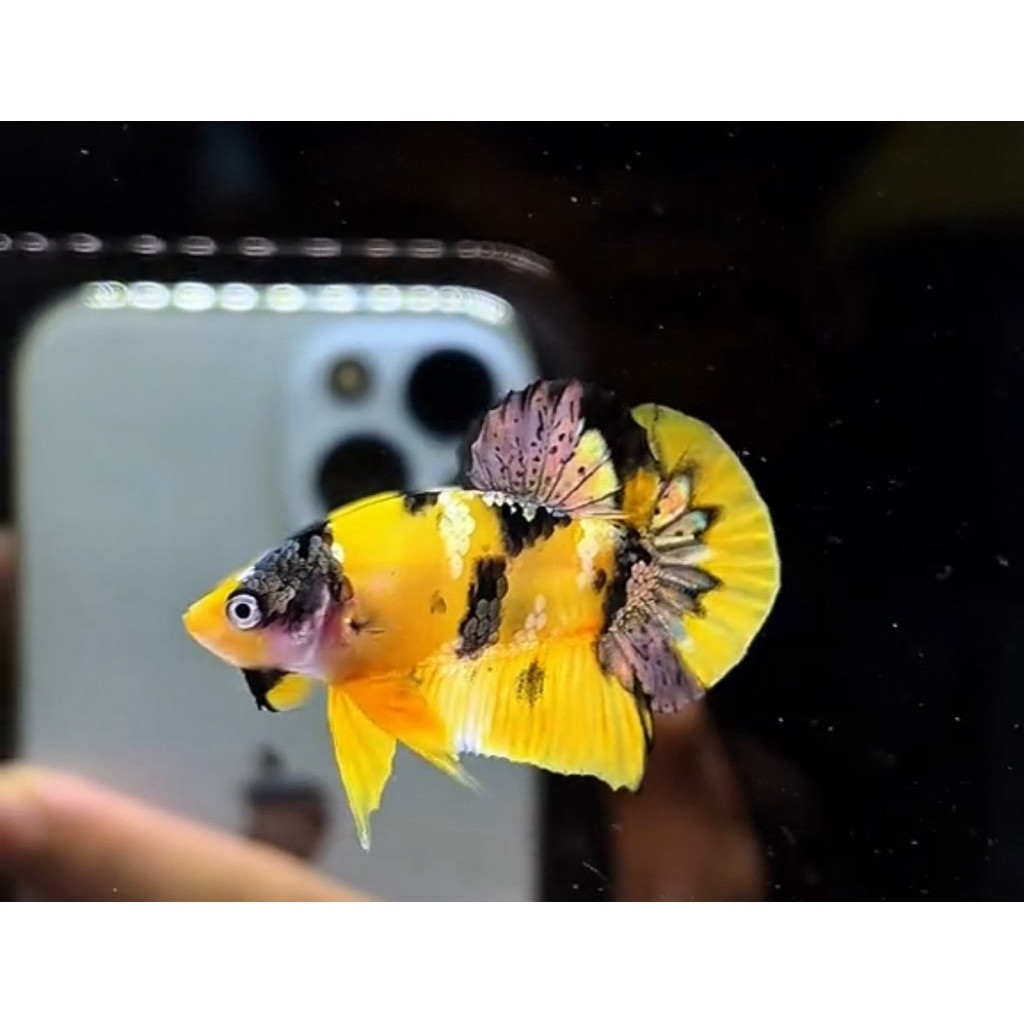 plakat yellow koi copper ykc hiasan aquarium