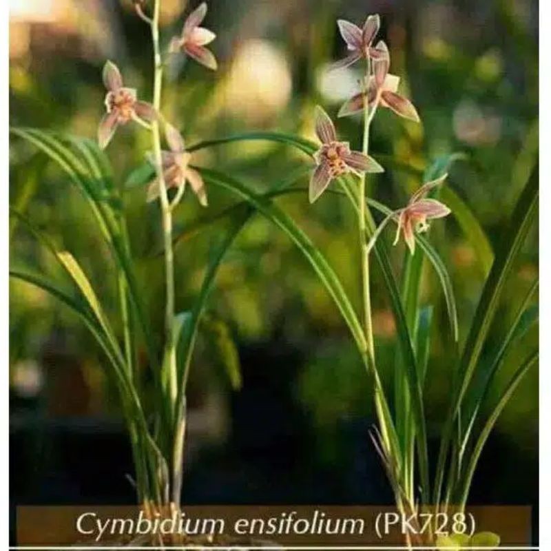cymbidium ensifolium/anggrek tanah kuning/anggrek tanah cantik