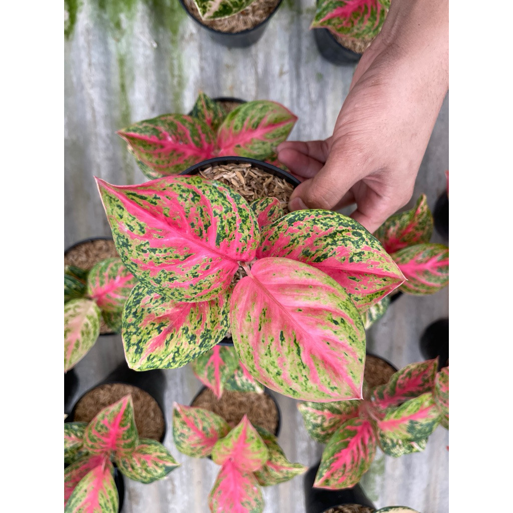 Aglonema Wulandari Ekonomis Tanian Lokal Ukuran Remaja