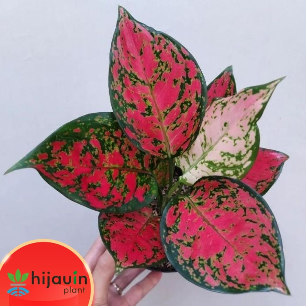 Aglonema Dud Anjamani Rimbun Aglonema Merah Dut Anjamani Tanaman Hias Berkualitas