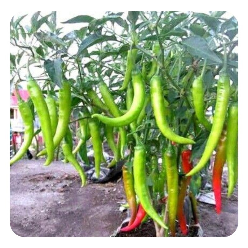 Potensi Tumbuh 95%- (-+50 Biji) benih cabe hijau panjang Benih Unggul Cabe Rawit Hijau Lokal Cabe Gu