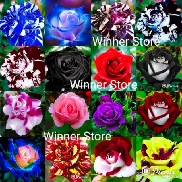 Bibit Benih Bunga Mawar Mix Warna-Warni (50 Butir)