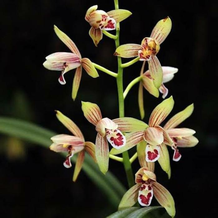Anggrek Cymbidium Ensifolium / Cymbidium Rawatan