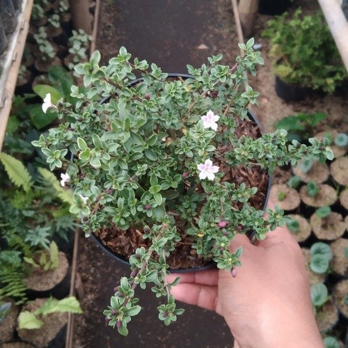 BUNGA SERIBU BINTANG MIKRO - Tanaman Hias Seribu Bintang Mikro ( Bahan Buat Bonsai )