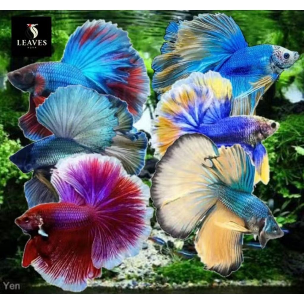 ikan cupang halfmoon warna top sortiran ( PAKET ISI 3 )