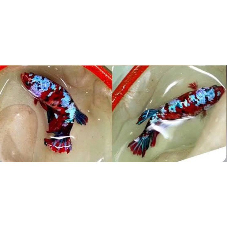 sepasang cupang multy collor siap di ternak warna indukan bagus fulcolor