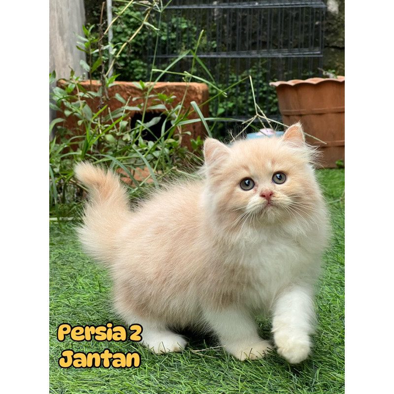 Kucing Persia Anggora Himalaya Ragdoll Peaknose British shorthair Mainecoon sphinx bengal