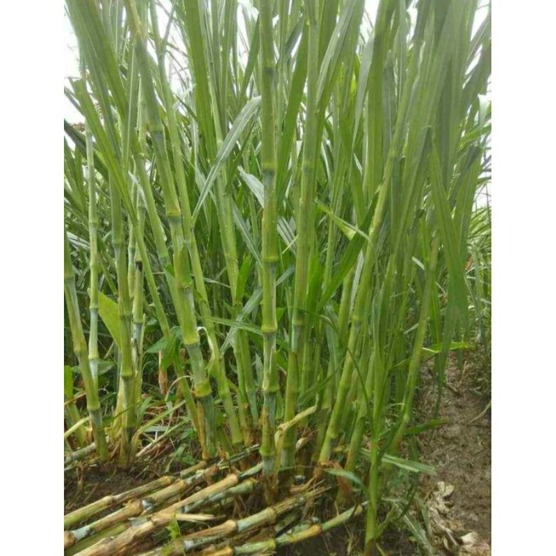 Rumput Pakcong Bibit Super Bibit Rumput Pakchong 1 Kg/Bibit Pakchong Pakan Ternak