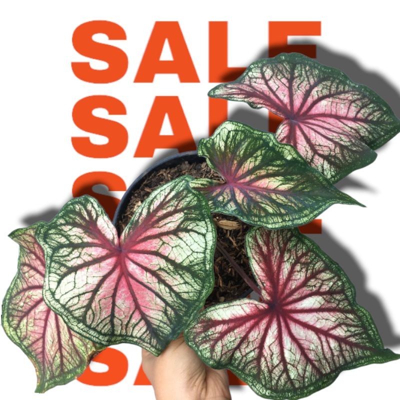 Bonggol Umbi Caladium Srikandi Keladi