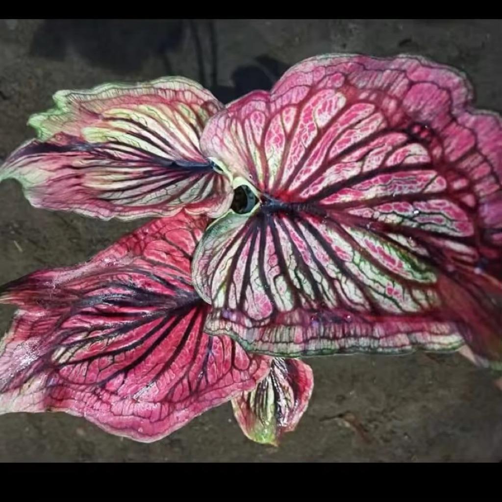 Bonggol Umbi Caladium Nagasakti -  hybrid import thailand Keladi