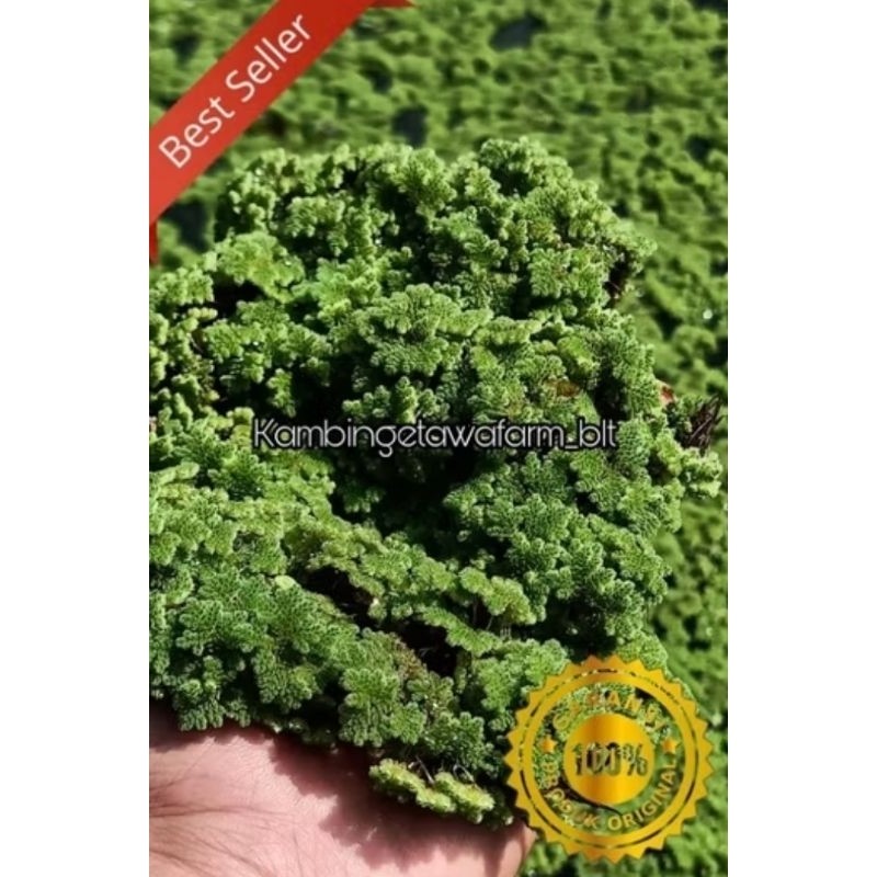 [TERMURAH] AZOLLA 5KG || BIBIT AZOLLA || AZOLA GEMUK || AZOLA BERKUALITAS || BUDIDAYA AZOLLA || AZOL