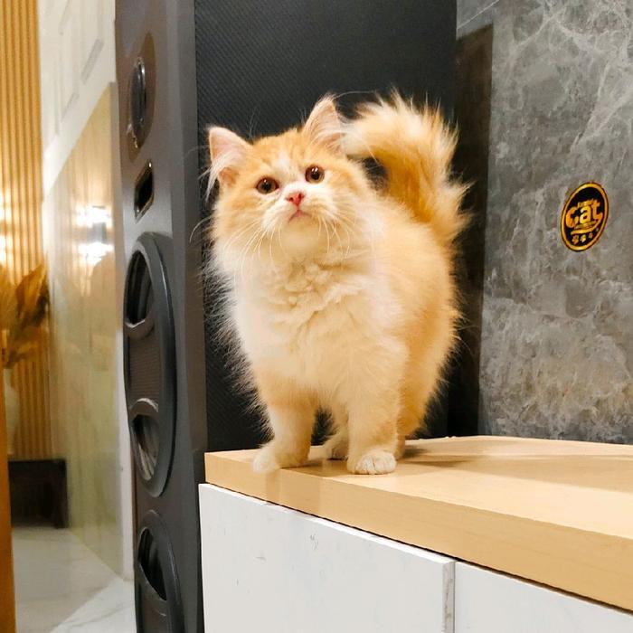 kucing Norwegian forest bigbone super