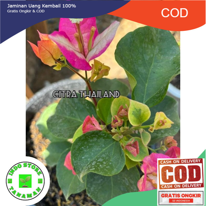 TERLARIS 11.11  TANAMAN HIAS BOUGENVILLE CITRA THAILAND (COD)