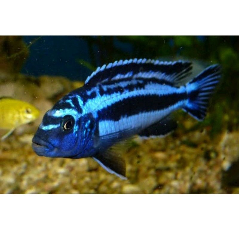 Ikan Juani Ikan johani isi 5 Chiclid Aquarium