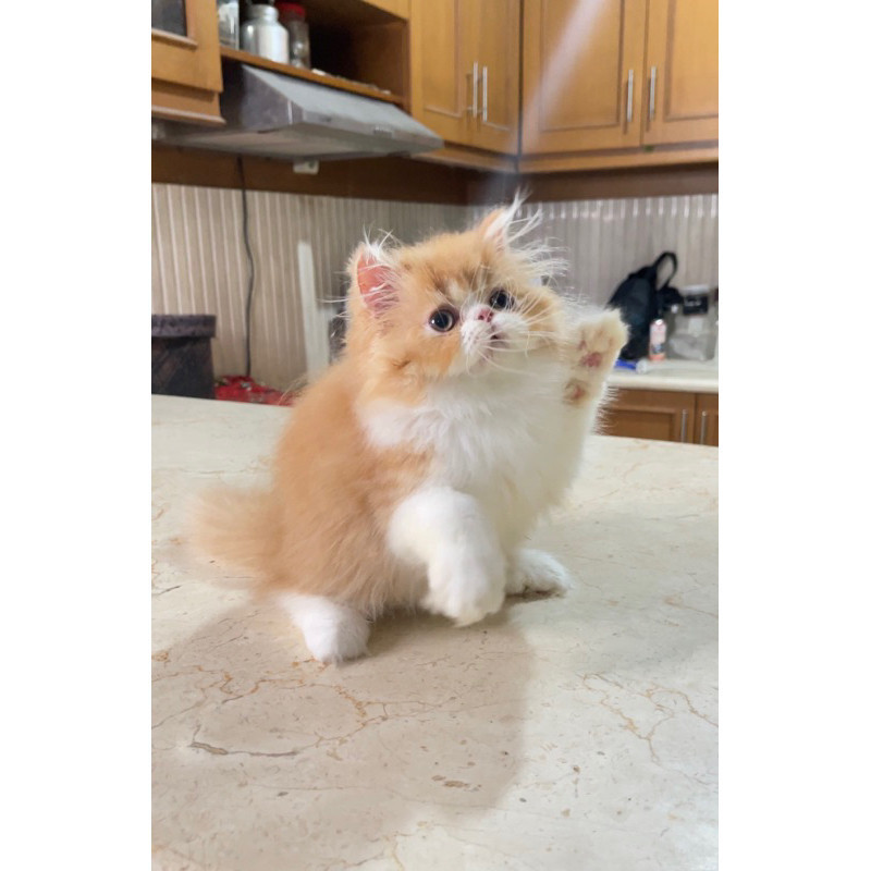 Kucing persia peaknose