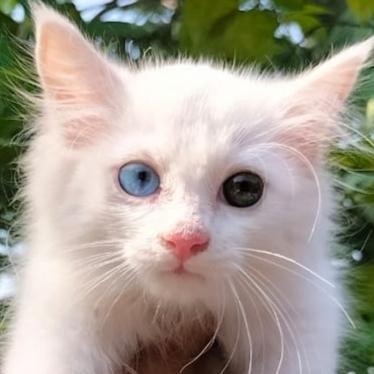 Kucing Persia Odd Eyes