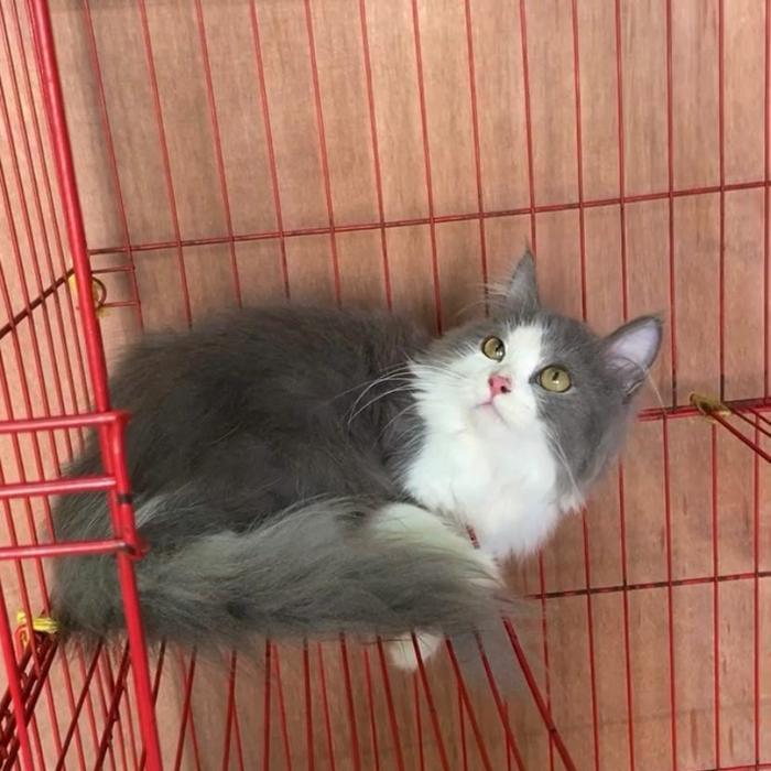 kucing kitten abu putih jantan