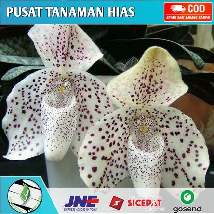 Anggrek cymbidium hitam anggrek - tanaman anggrek tanah tanaman hias hidup -tanaman hias hidup-bunga