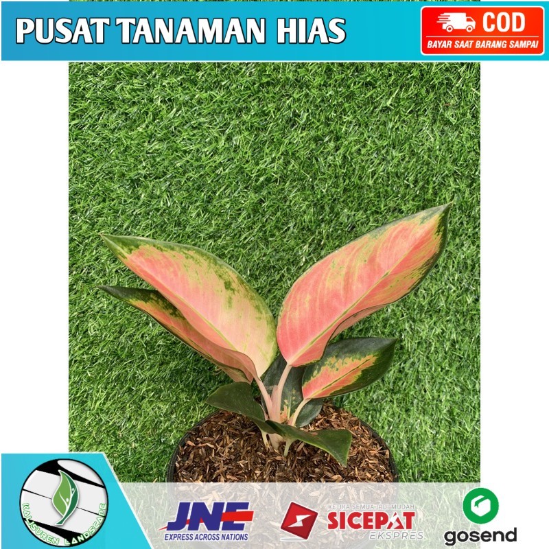 aglonema kochin // kochin / aglonema / tanaman hias