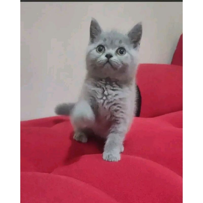 Kucing British Shorthair