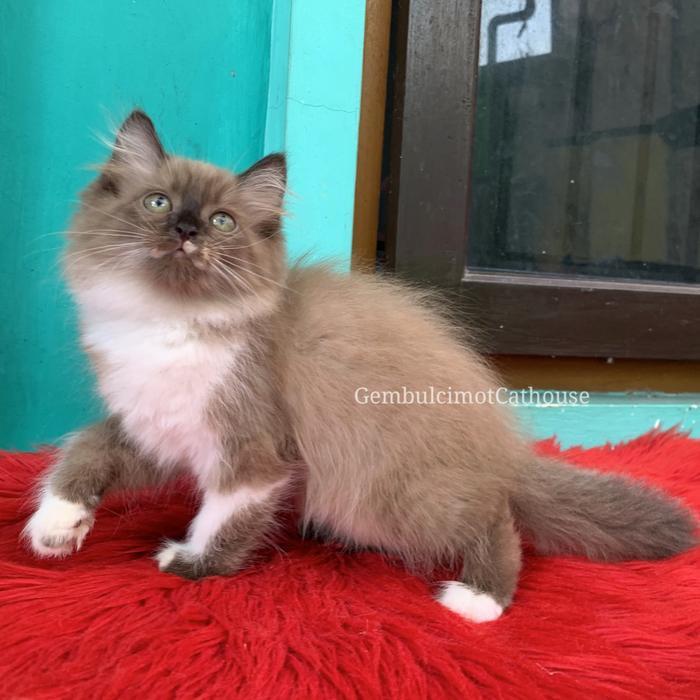 Kucing Kitten Himalaya Mix Ragdoll Longhair