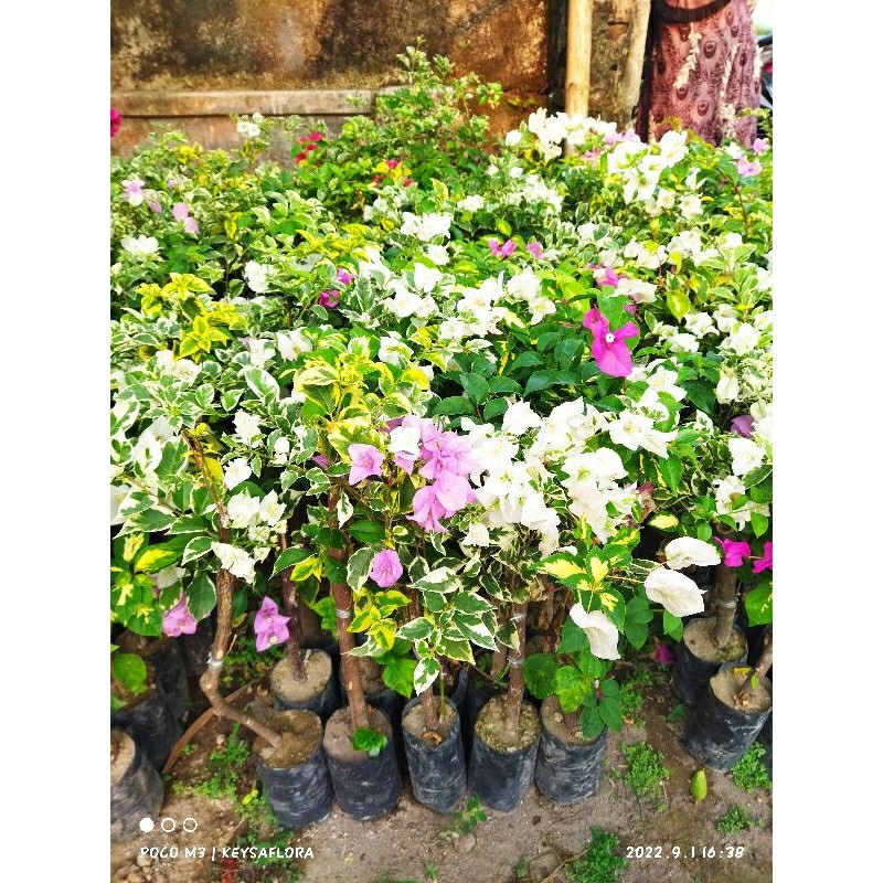 (PROMO) Bougenville 5 Warna Kuncup Berbunga Tanaman Hias