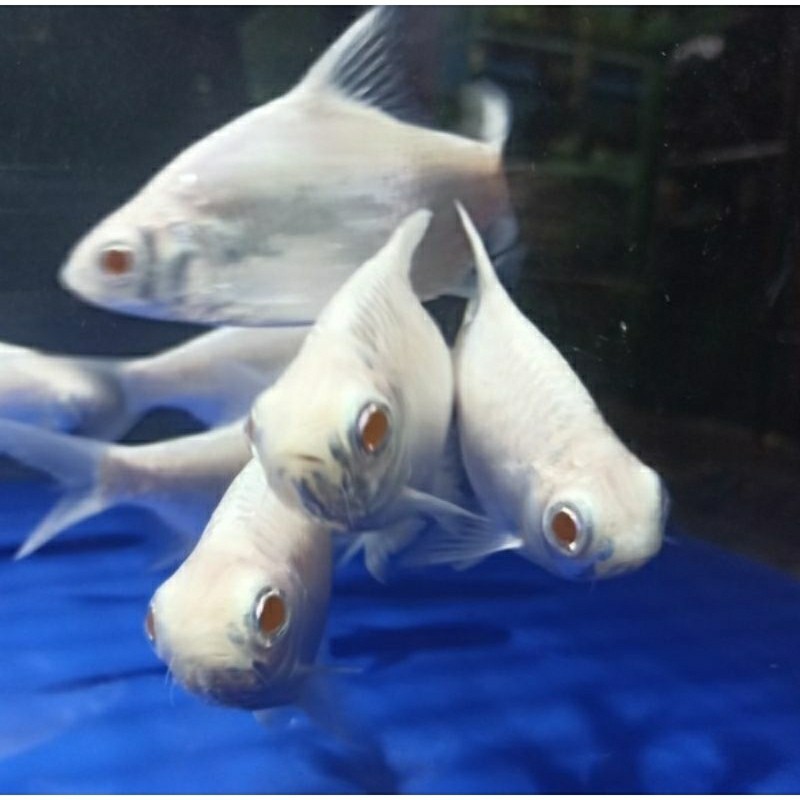 ikan kaviat platinum ( ISI 3 ) mata merah  size m 6-8 cm kapiat