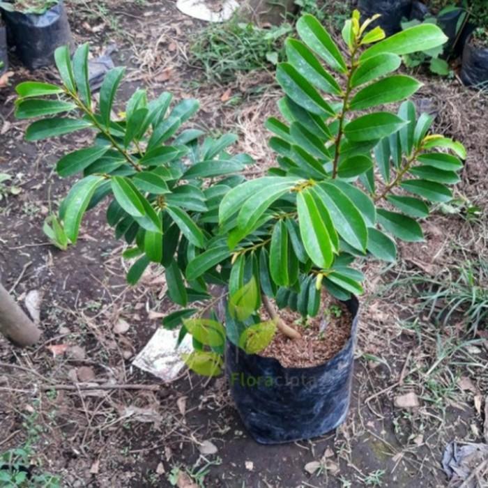 bibit pohon sirsak/tanaman sirsak/bibit pohon sirsak madu super cod
