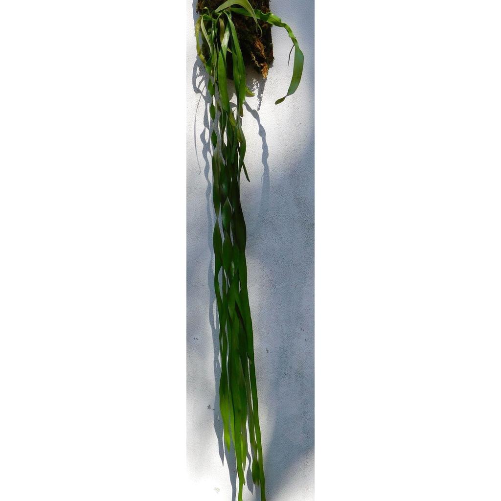 RUMPAI OPHIOGLOSSUM PENDULUM cod