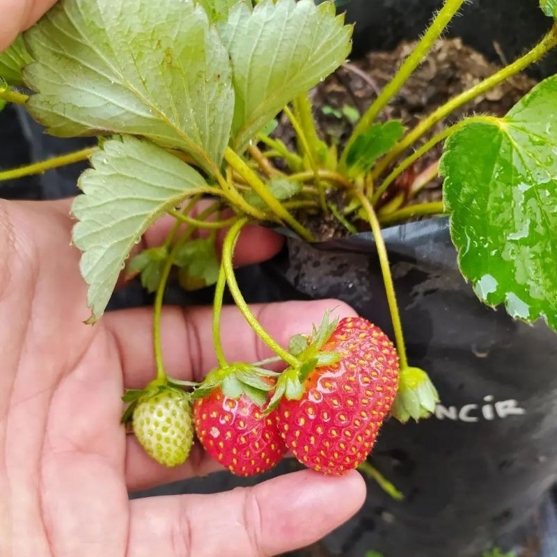 Bibit Tanaman  Buah Strawberry Mencir Kondisi Berbuah/Berbunga - PRATAMAGARDEN