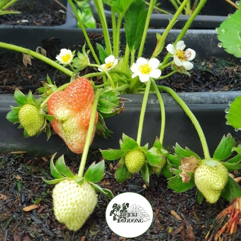 Bibit Tanaman Strawberry MENCIR Jumbo Berbuah / Berbunga