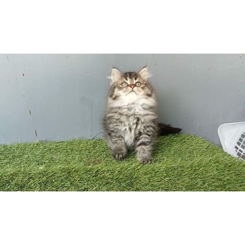 Kucing kitten Persia longhair jantan