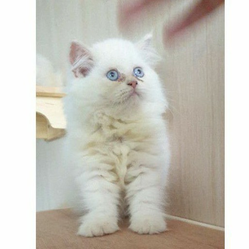 kucing persia himalaya