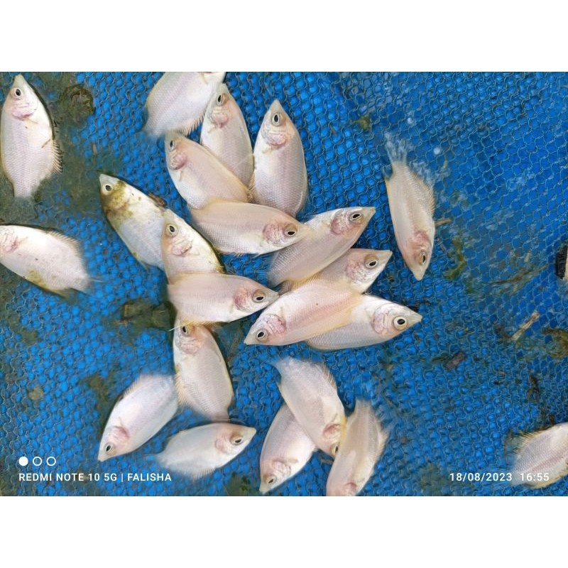 Paket ISI 10 Gurame Albino Padang -+7 CM
