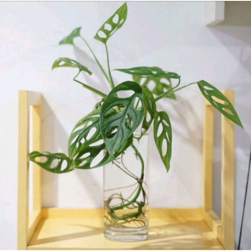 Tanaman Hias Janda Bolong-Bagus Daun 3/5