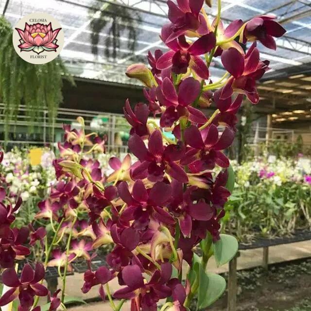 anggrek dendrobium coyote red