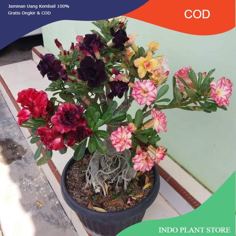 Adenium Kamboja / Adenium Kamboja Bunga Tumpuk / Adenium kamboja Jepang / Adenium kamboja 1000 Batan