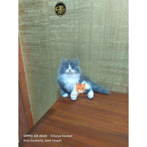 kucing bicolor flatnose bigbone munckin